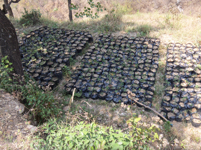 agro-forestry-2