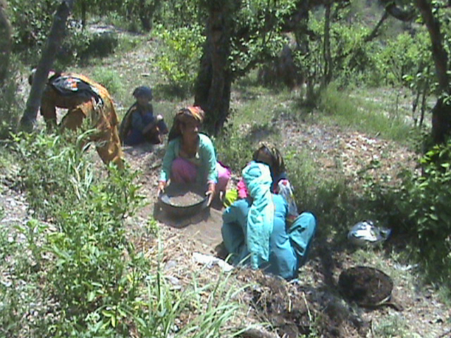 agro-forestry-7